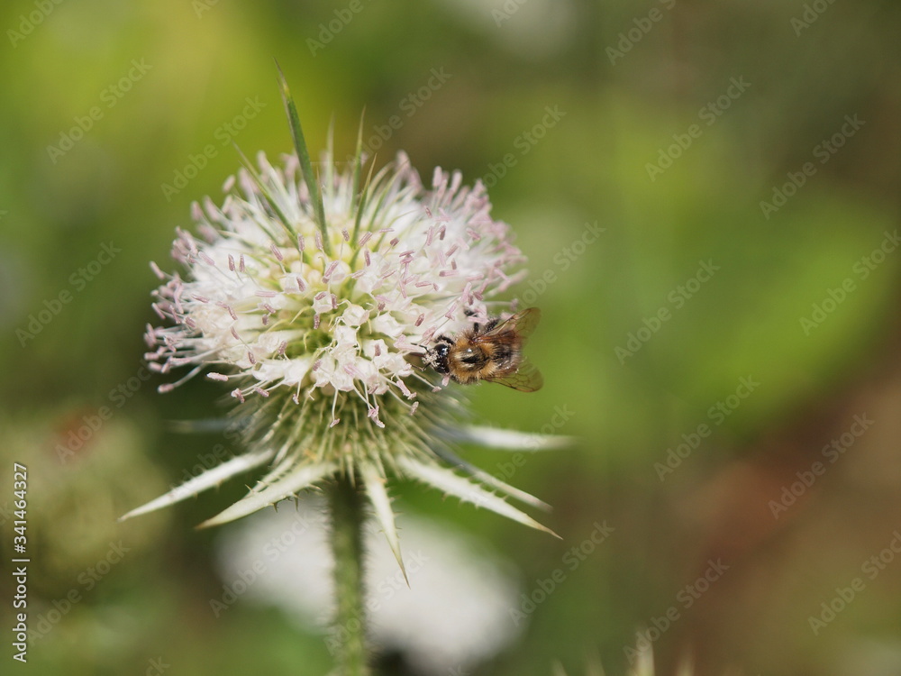 bee on the thistle flower in spring bee on the thistle flower in spring