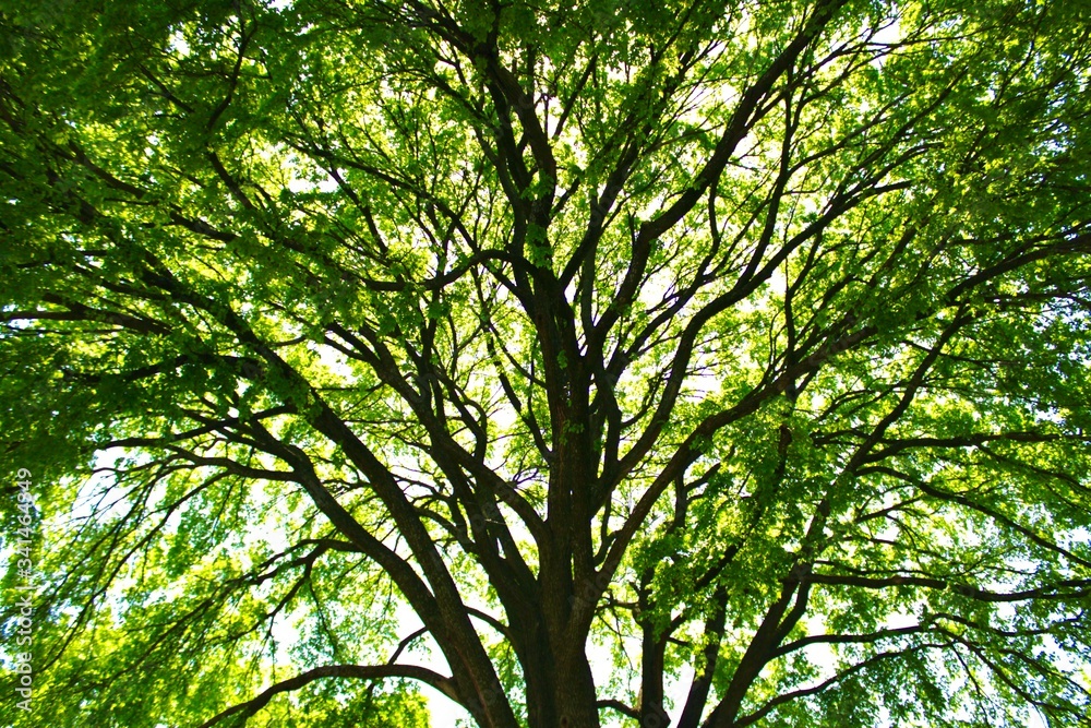 Fototapeta premium Pecan tree in noon sun