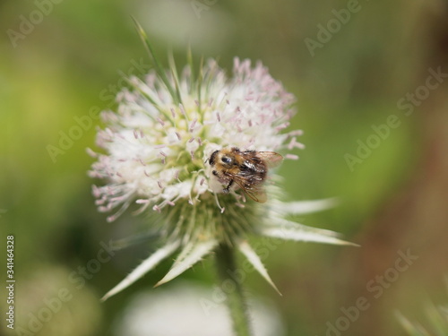 closeup of a bee on a white flower