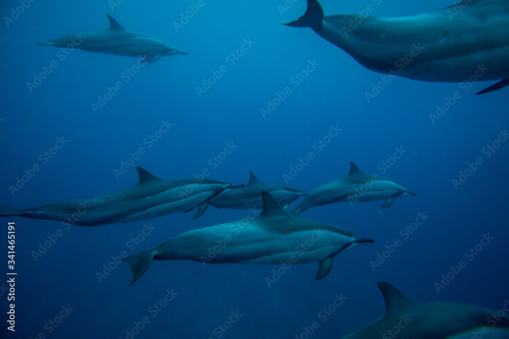 A family of wild dolphins playing in the clear ocean waters. Mauritius, Indian Ocean