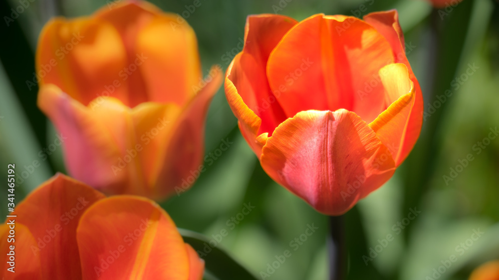 orange tulip with blurred background orange tulip with blurred background