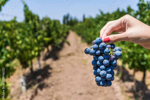 A young woman holding a bunch of red wine grapes in a vineyard