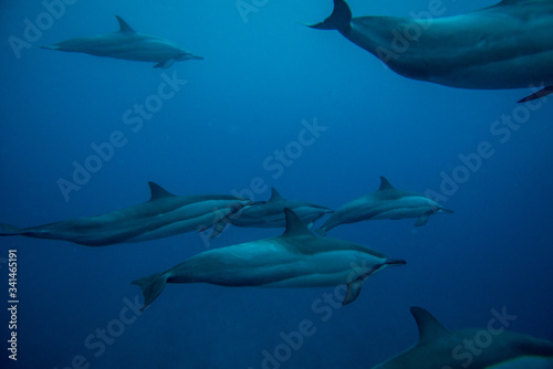 A family of wild dolphins playing in the clear ocean waters. Mauritius, Indian Ocean © ohrim