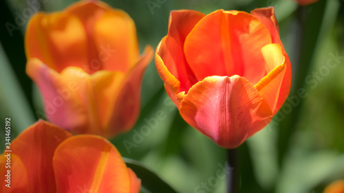 orange tulip with blurred background