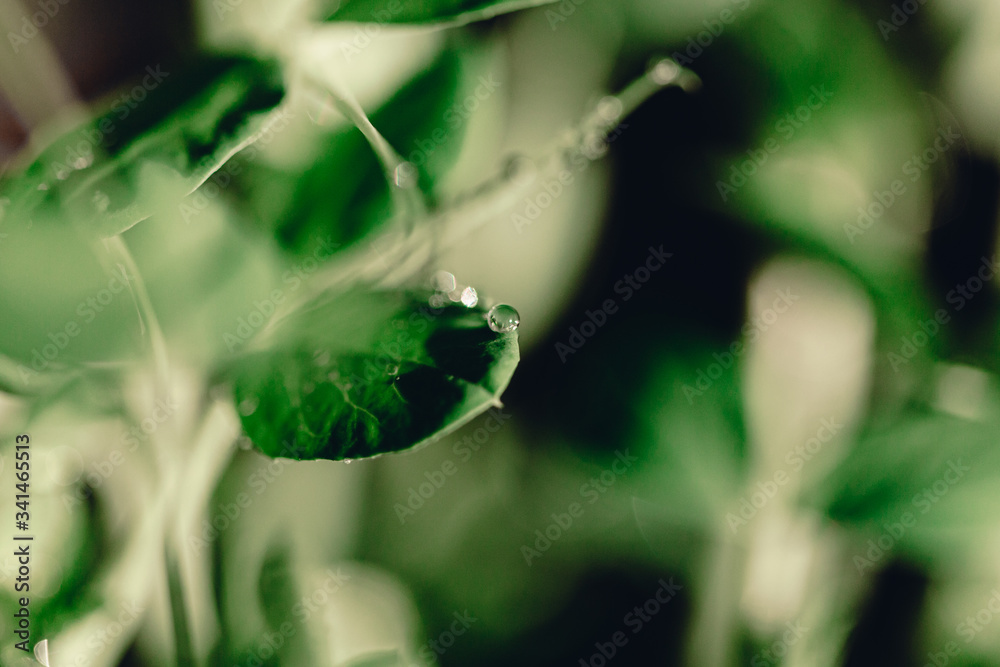 Macro water drops on micro greens. Fresh green spring. Refreshing. Water crystals. Details and texture. Nature macro backdrop. Beautiful juicy green herbs. Macro micro greens. Macro water drops on micro greens. Fresh green spring. Refreshing. Water crystals. Details and texture. Nature macro backdrop. Beautiful juicy green herbs. Macro micro greens.