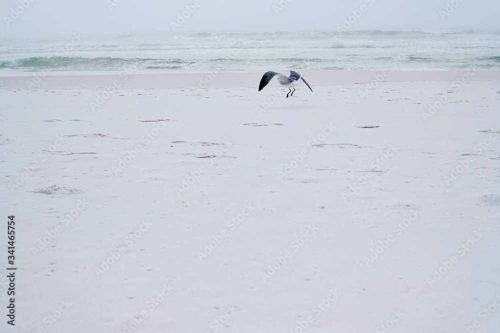 Naklejka premium Seagull lands on dazzling white sand beach, Destin, Florida