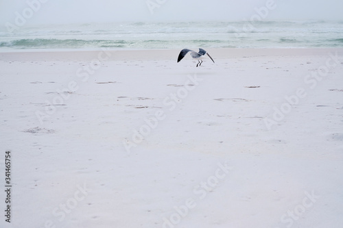 Seagull lands on dazzling white sand beach, Destin, Florida