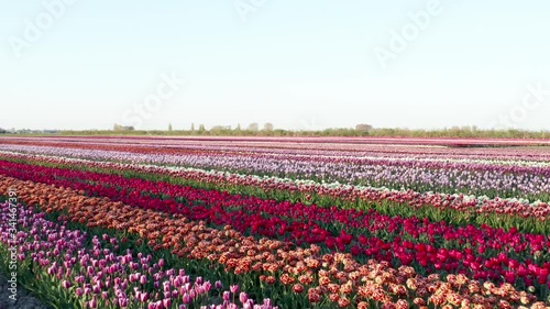 Wallpaper Mural Low flying drone 4k video of a field with different types of tulips planted in rows and with a nice contrast Torontodigital.ca