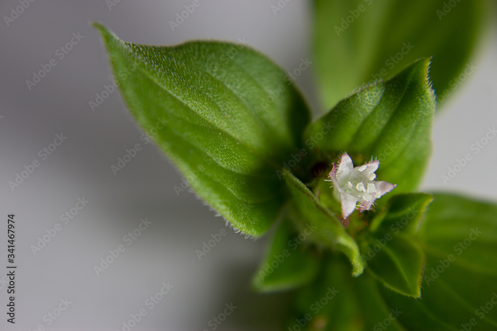 Folha verde com florzinha branca no meio, lados desfocados, isolada no branco Folha verde com florzinha branca no meio, lados desfocados, isolada no branco