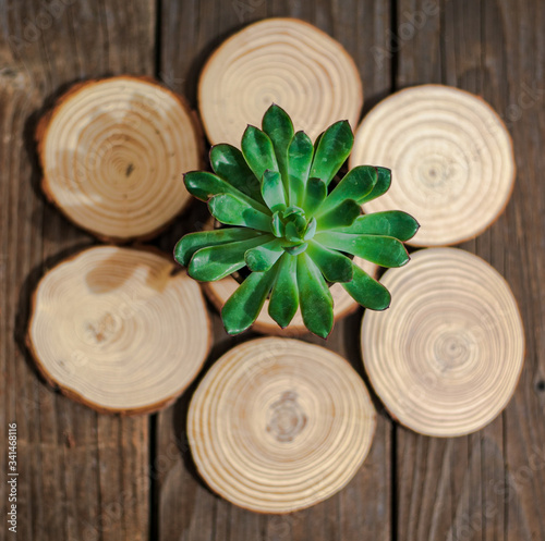 Vibrant, potted succulent resting on tree rings
