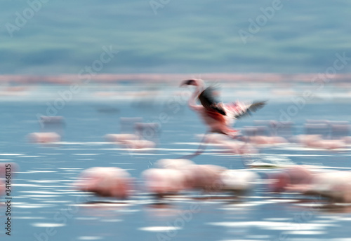 An abstract  Lesser Flamingo landing at lake Bogoria