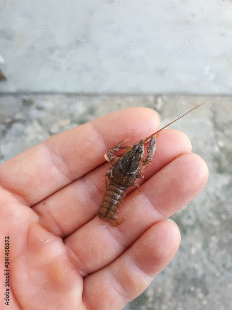 Fototapeta premium A little cancer in a womans hand. larvae of river cancer.