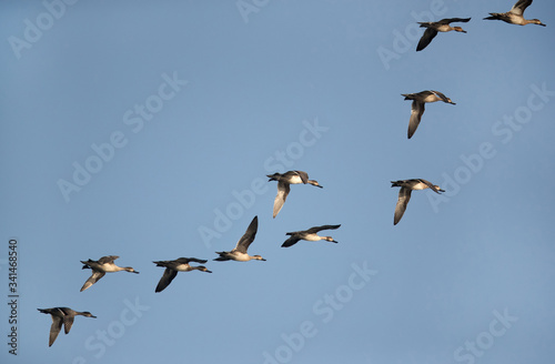 Northern Pintail in flight