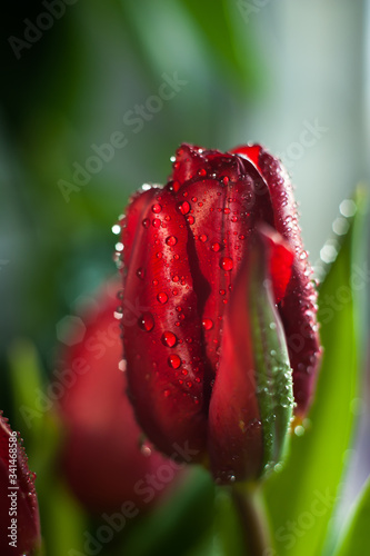  red tulip with water drops