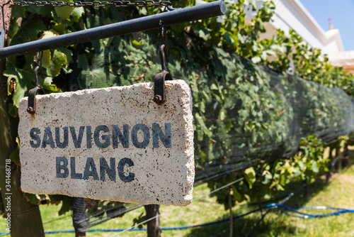 Photos Sign of Sauvignon Blanc grape wine against the background of vine plants in a vi