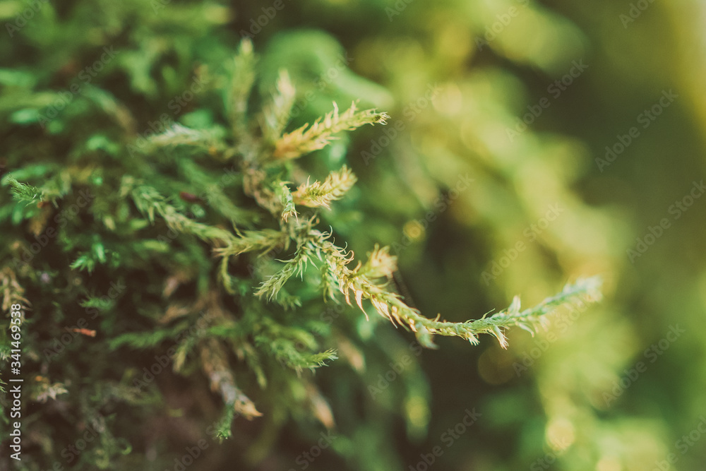Green moss leaf