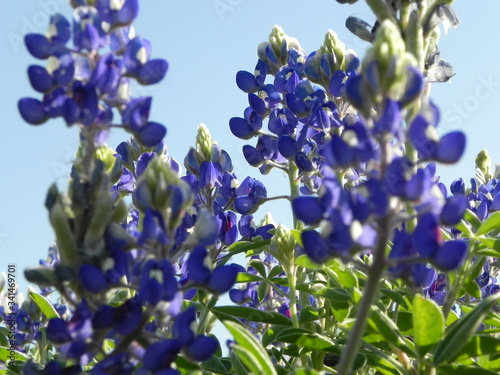 Texas bluebonnetts