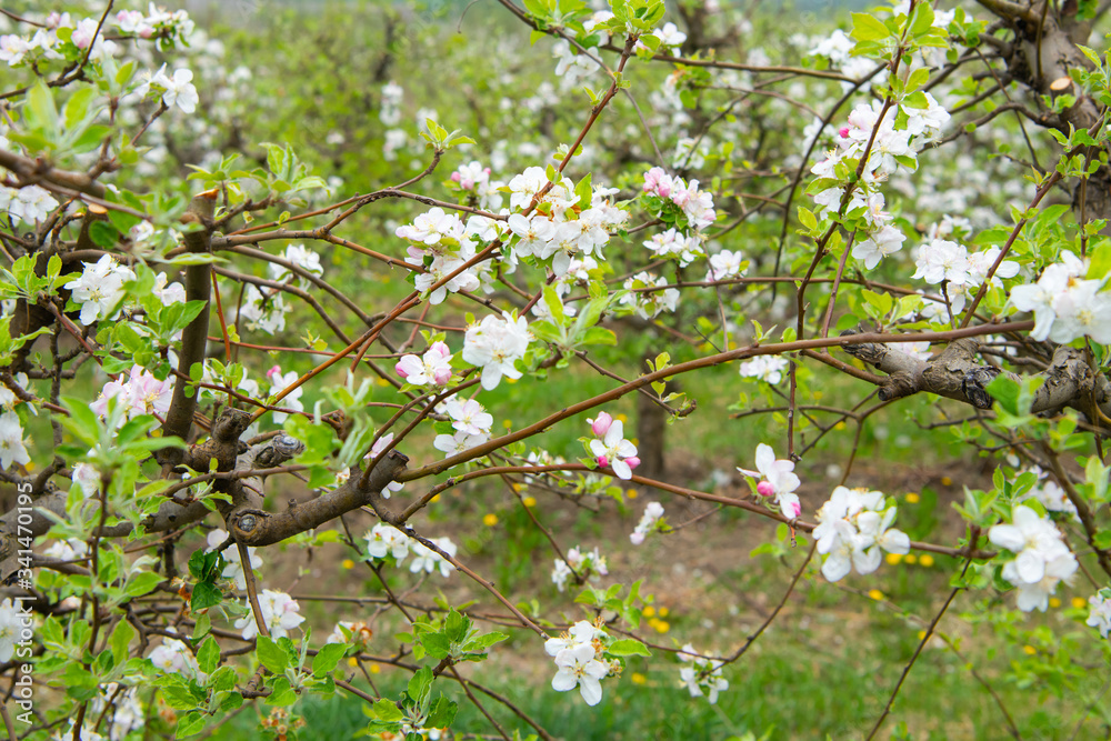 Fototapeta premium Blossoming apple garden in spring