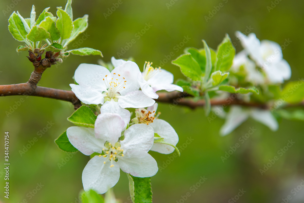 Obraz premium Blossoming apple garden in spring