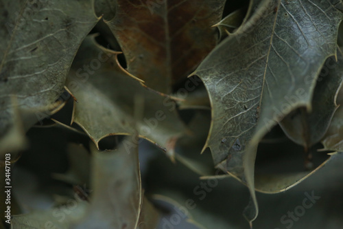 A Espinheira Santa é considerada uma planta medicinal, conhecida há muito tempo pelos índios da América do Sul photo