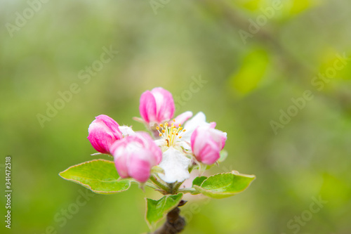 Blossoming apple garden in spring