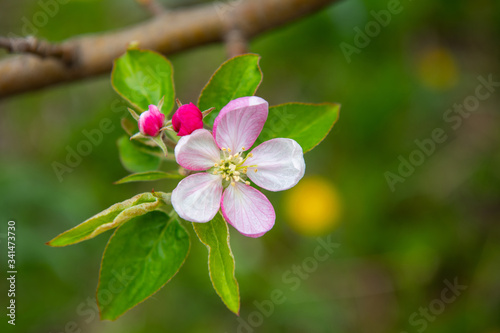 Blossoming apple garden in spring