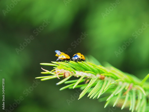 closeup image of two ladybirds on a fir-tree