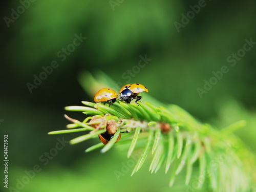 closeup image of three ladybirds on a fir-tree