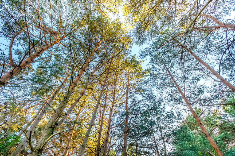 Obraz premium forest in the morning