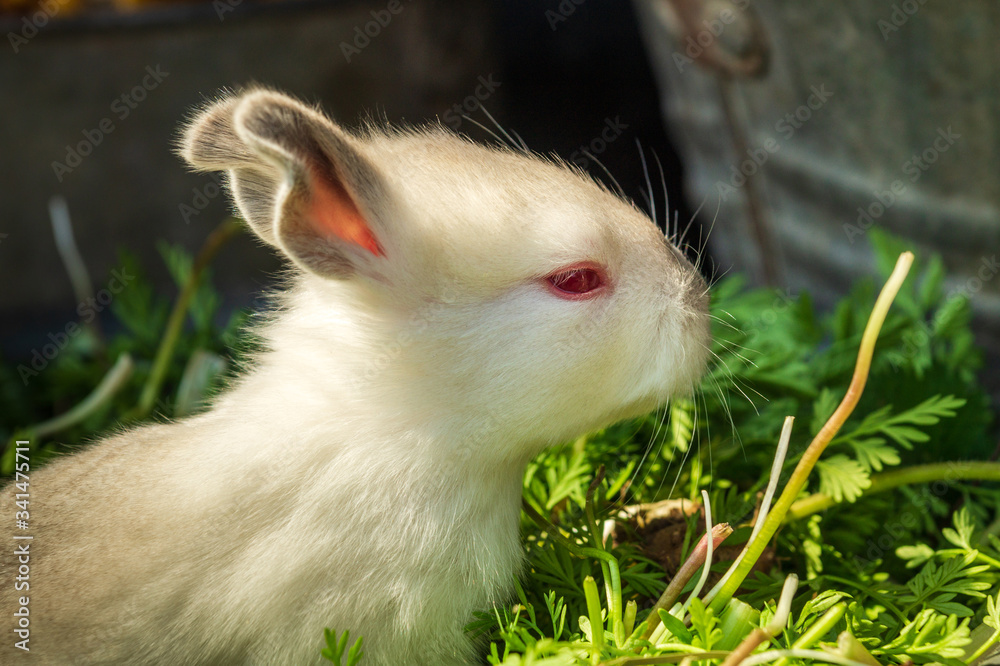 Little rabbit of light color on a background of green grass Little rabbit of light color on a background of green grass