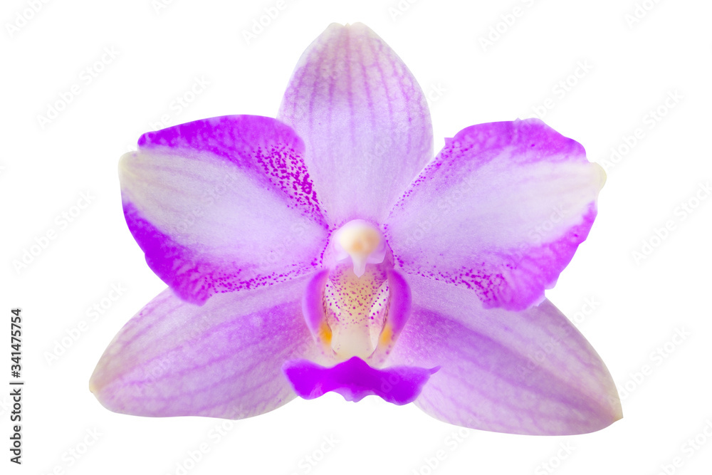 Beautiful rare orchid in pot on White background Beautiful rare orchid in pot on White background