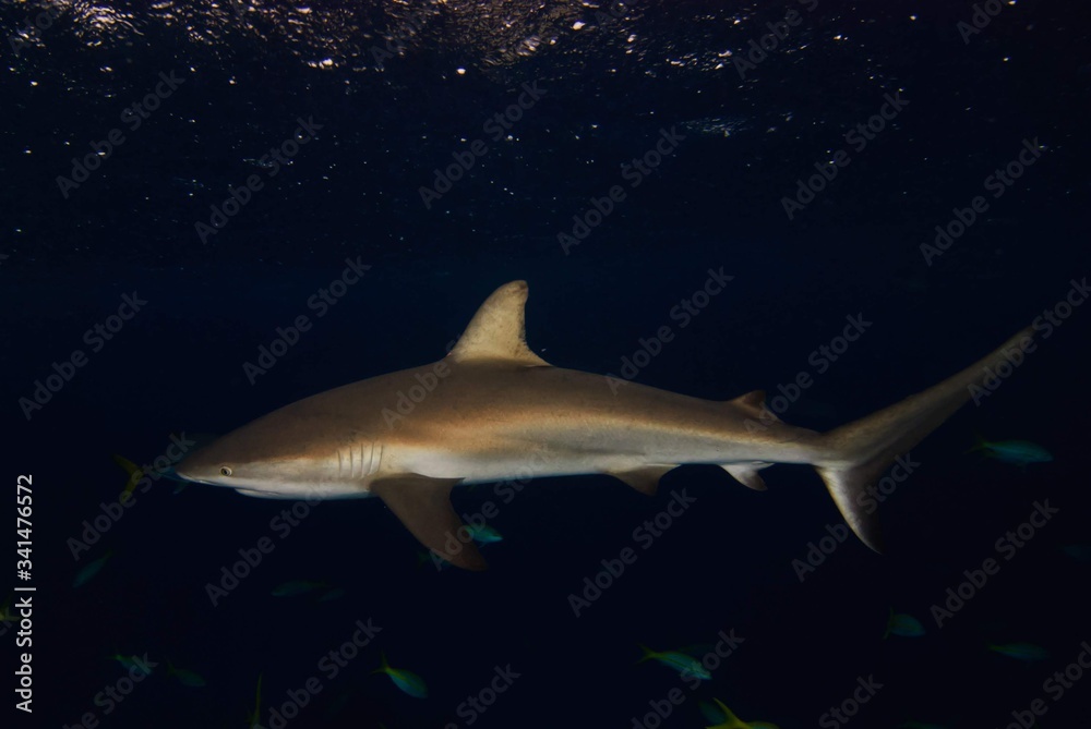 Obraz premium shark