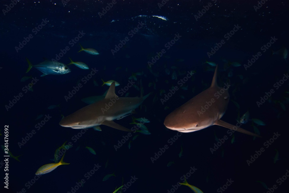sharks sharks