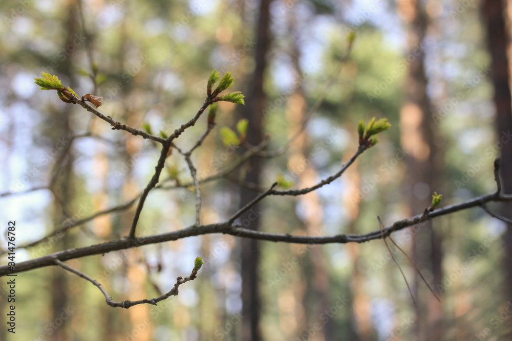 Green branch of the tree, leaves blossom in spring. Green branch of the tree, leaves blossom in spring.
