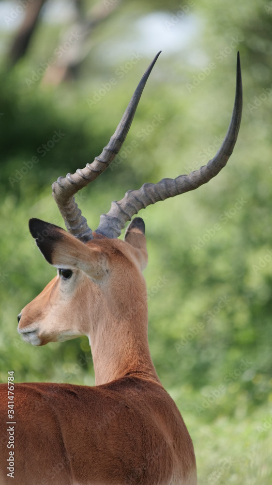 male impala antelope