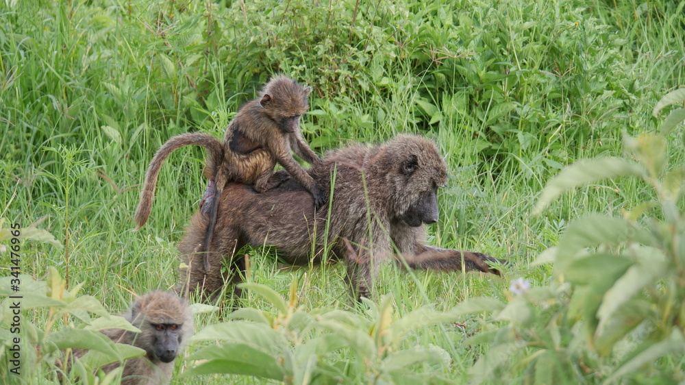 Obraz premium baboon mother and baby in the serengeti