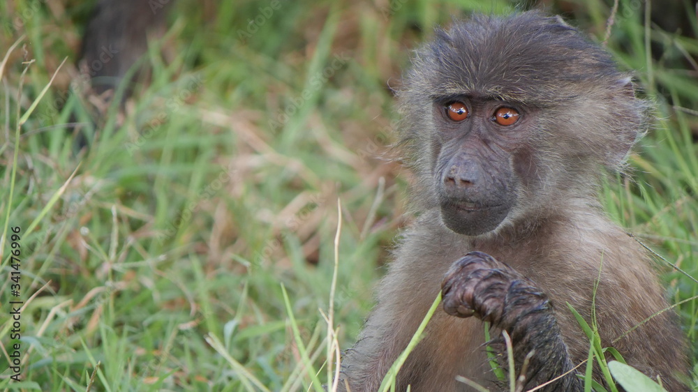 baboon baby sitting on the ground baboon baby sitting on the ground