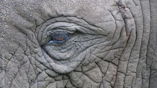 elephant eye close up © walter
