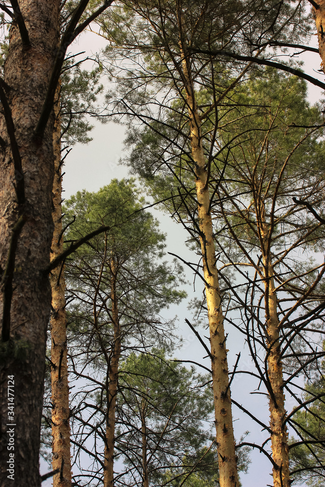 Pines in the woods and the path: a walk in the spring woods in the open air Pines in the woods and the path: a walk in the spring woods in the open air
