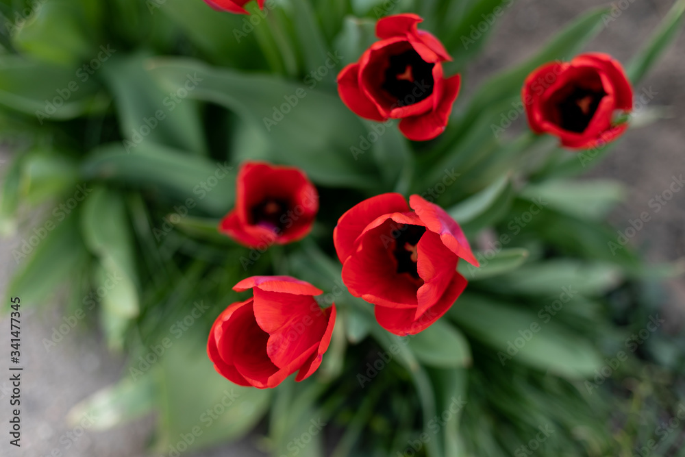 beautiful single red tulip in the garden