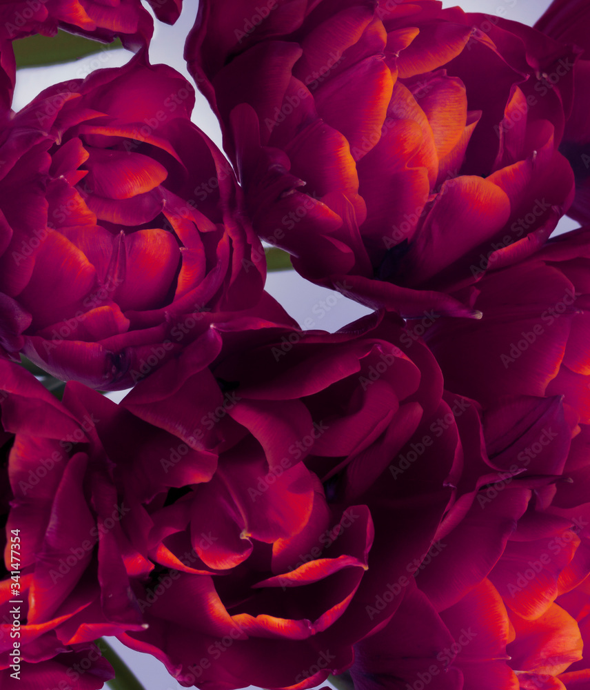 Beautiful unusual tulips. Spring flowers close-up.