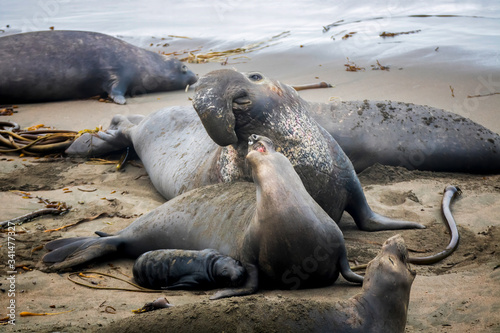 Obraz na plátně Huge Male Female and Pup Northern Elephant Seal on Beach