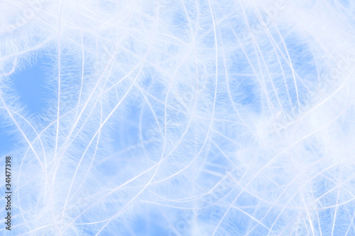 Abstract background. Downy threads on a blue background. Down for pillows. Cotton threads.