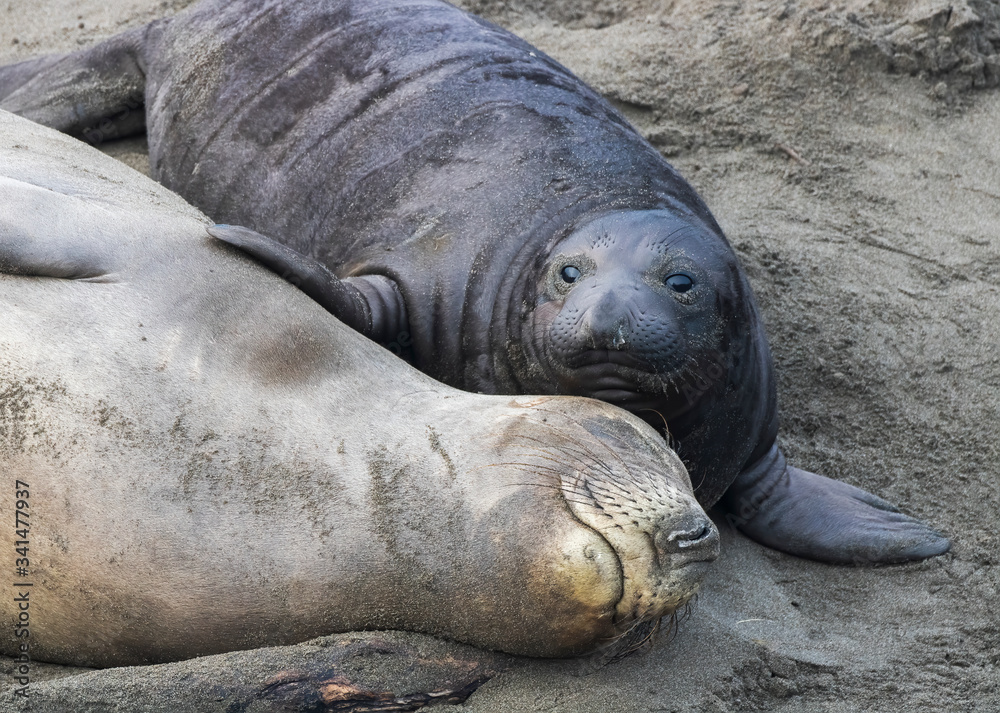 Northern Elephant Seal Pup with Fin on Sleeping Mother Close up at Beach Northern Elephant Seal Pup with Fin on Sleeping Mother Close up at Beach