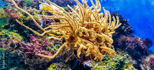 coral reef in aquarium