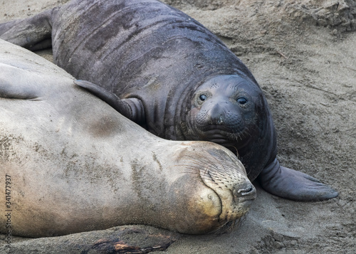 Northern Elephant Seal Pup with Fin on Sleeping Mother Close up at Beach