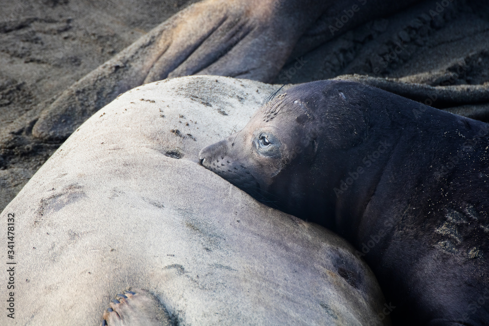 Baby Elephant Seal Pup Rests Chin on Mother in Close Up Profile Baby Elephant Seal Pup Rests Chin on Mother in Close Up Profile