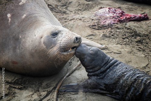Fotografie Mother and Pup Elephant Seal Bond Immediately After Birth
