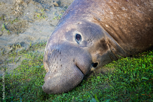 Close Up Face Young Male Northern Elephant Seal on Grassy Beach
