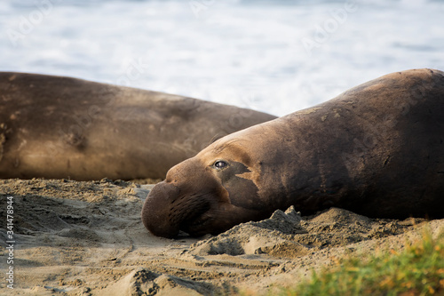 Male Northern Elephant Seal Rests on Sand in Morning Light in Close Profile
